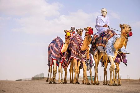 Vip Dubai Safari Red Dunes 4x4 Pick/Drop Camel Dinner Shows
