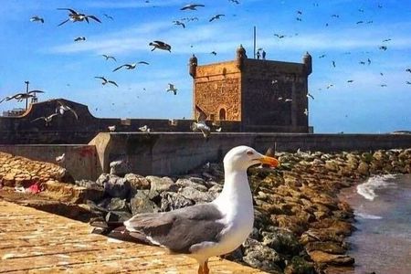 Luxury Day Trip Essaouira Mogador & Atlantic Ocean Sightseeing
