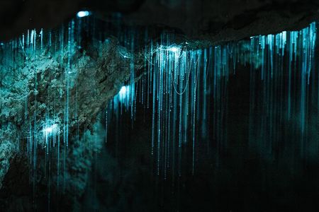 Starburst Cathedral deep inside Milky Way Glowworm Cave