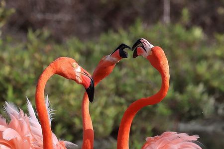  Private Tour in South Bonaire - Flamingos and Salt flats