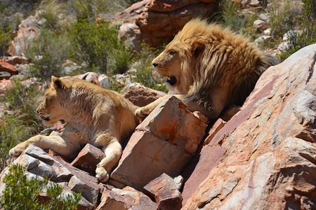 Aquila Game Reserve Safari with Wine Tasting and Lunch