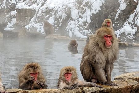 Nagano: Snow Monkeys of Jigokudani Guided Tour