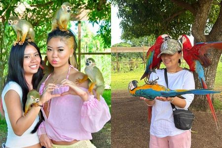 Chocaci Ranch Punta Cana Horse Monkey and Buggy