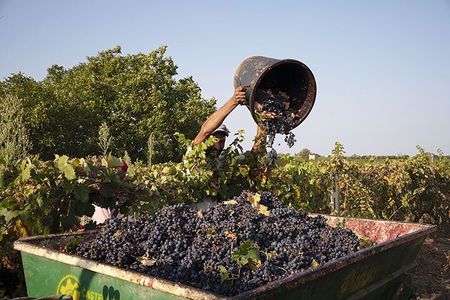 Guided tour through the vineyards with local wine tasting