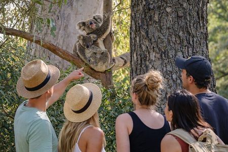 Stradbroke Island Eco Day Trip from Brisbane – Wildlife & Beaches
