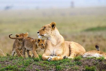 4 Days Masai Mara and lake Nakuru budget safari.