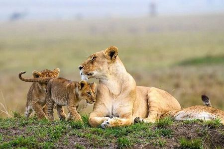4 Days Masai Mara and lake Nakuru budget safari.