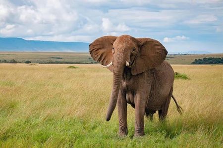 3 Days 2 Nights Masai Mara Joining Safari From Nairobi