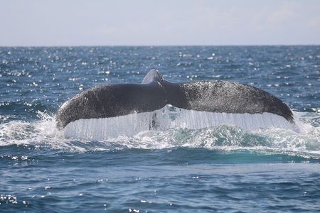 Marino Ballena Combination Tour with Whale and Dolphin Watching