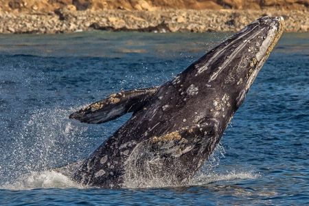 Los Angeles Whale Watching Cruise and USS Iowa Battleship Tour
