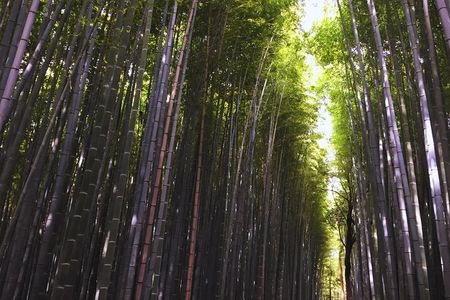 Kyoto Full-Day Tour Golden Pavilion Zen Garden and Bamboo Forest
