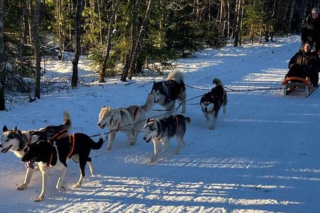 Husky dog sled/bike kart ride in Latvia ~ 3h group tour from Riga