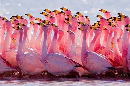 Lake Nakuru National Park:Day Trip from Nairobi