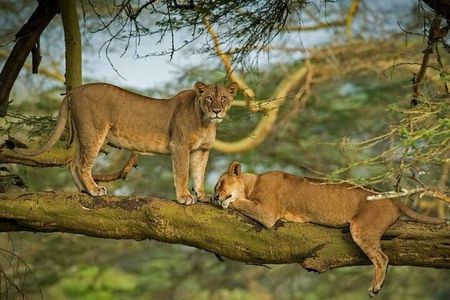 4 Days Masai Mara and lake Nakuru budget safari.