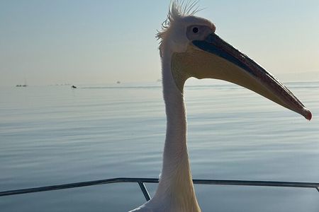 Dolphin Catamaran Cruise and Sandwich Harbour Tour