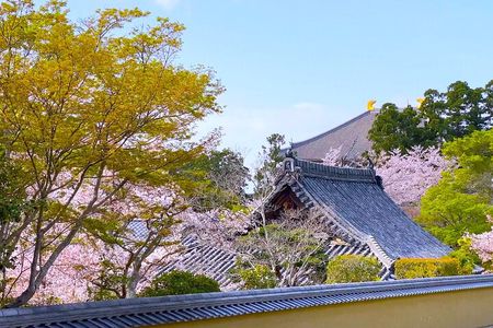 Nara Half Day Tour Discover Ancient Temples and Friendly Deer