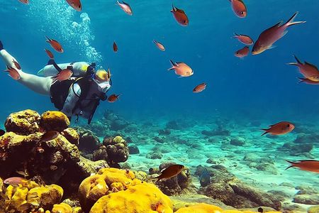 Private Diving Experience – 1 Dive
