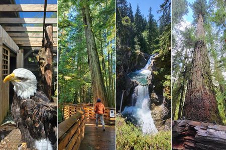 Nanaimo: Cathedral Grove, Waterfalls and Animal Sanctuary