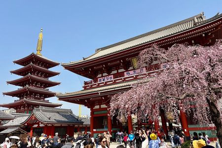 Tokyo Private Half-Day Tour by Car with Licensed Guide