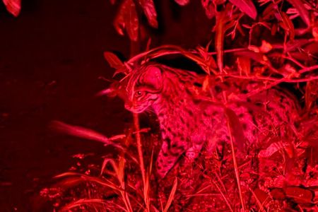 Night safari / Walking and jeep tour at night from sigiriya