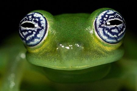 Guided Night Walk near Arenal Volcano - Frogs & wildlife