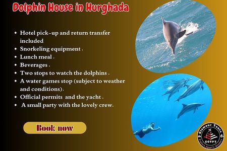 Snorkeling and Swimming at Dolphin House in Hurghada 