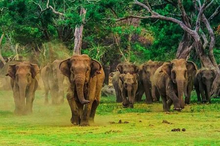 All Inclusive Udawalawe & Elephant Transit Home Private Safari