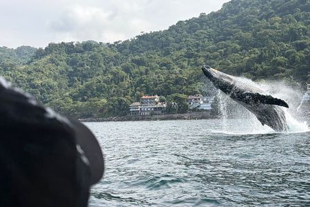 Private Tour 3 Hours of Whale Watching 