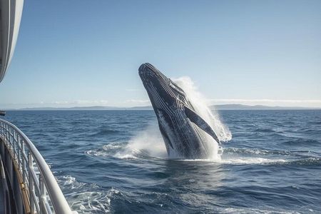 Private Whale Watching and Wine tasting tour
