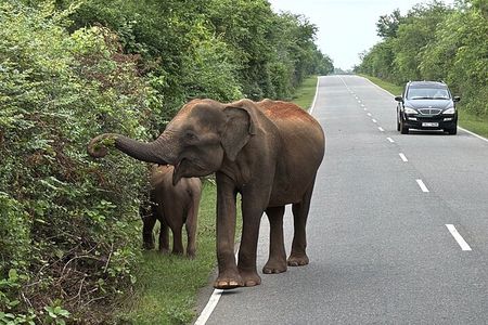 10 Day Private Sri Lanka Tour with 3 Star Hotels & Transport