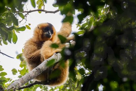 Jahoo: Gibbon Tracking Walk in Keo Seima Wildlife Sanctuary