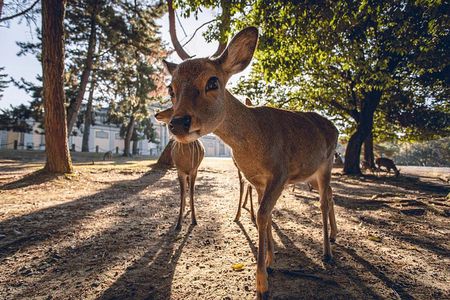 Nara and Kyoto Private Tour from Osaka