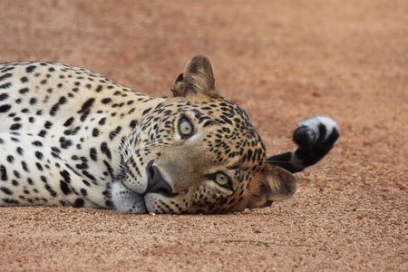 Yala National Park Full Day Safari - Ceylon Safari Tours