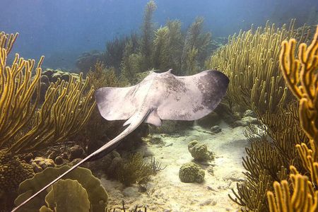 Discover Scuba Diving