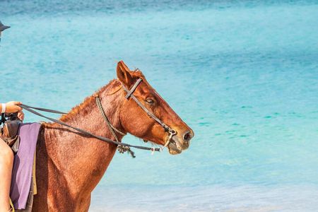 Bahamas, Nassau: Beach and Trail Horseback Riding 
