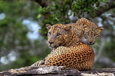 From Beach Hotels: Yala National Park Safari with Campsite Lunch