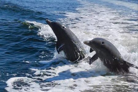 Anna Maria Island Dolphins & Beginners Snorkeling Adventure 3hrs