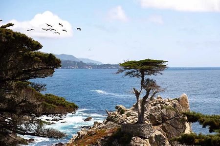 17-Mile Drive, Monterey Peninsula &Carmel Max 12 Small Group Tour