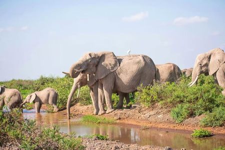 Amboseli National Park: Full Day Tour From Nairobi
