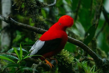 Andean Cock Watching tour in mindo (guaranteed)