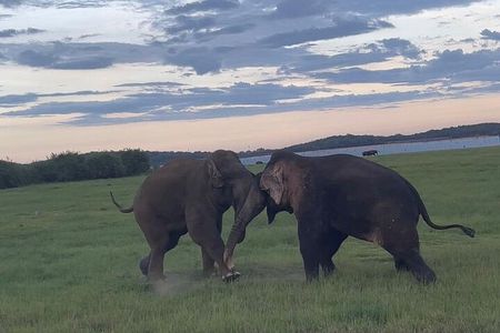 From Kandy: Minneriya Wildlife Safari and Heritage Day Tour