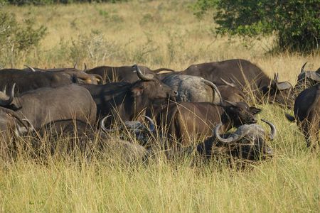 Full Day Akagera National Park in Safari from Kigali