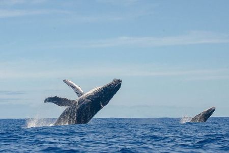 Samaná Whale Watching + Raised Key from Punta Cana