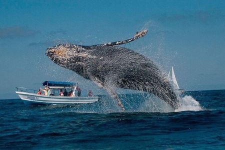 Samaná and Cayo Levantado Whales from Punta Cana