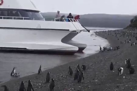 Beagle Channel Navigation Penguin Colony 