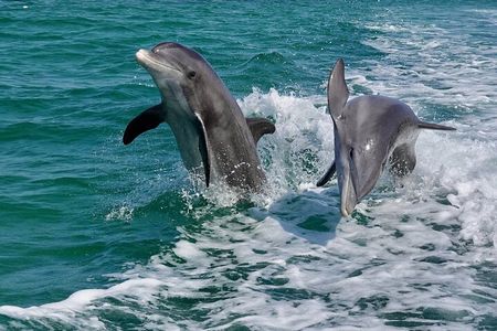 Anna Maria Island Dolphins & Beginners Snorkeling Adventure 4Hrs