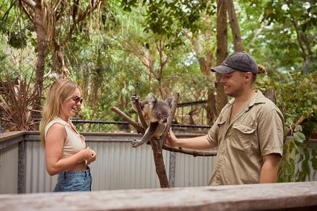Koala and Wildlife Park Discover Magnetic Islands Native Animals