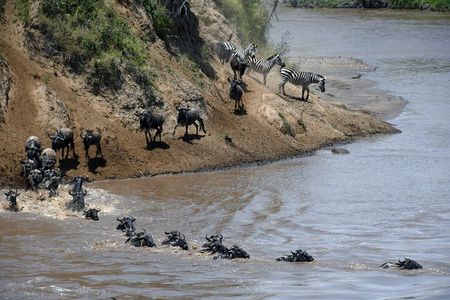 3 Day Masai Mara National Reserve Safari Mid Range