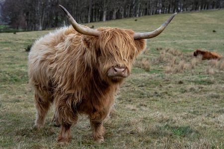 Highland Cow Hike in Edinburgh