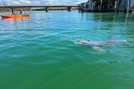 Bonita Springs Eco Kayak Tour – Best Gear, Premium&Clear Kayaks